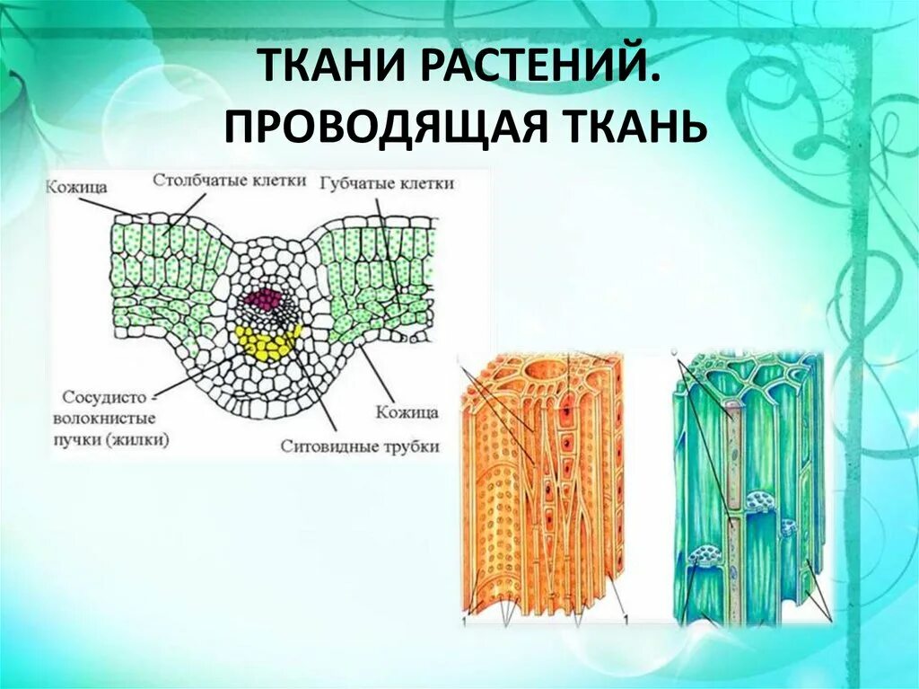 Растительные ткани фото схемы К тканям растений относится ткань ответ