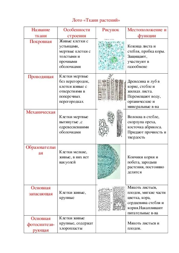 Растительные ткани фото схемы Биологическое лото по теме "Ткани растений и животных"(6 класс)