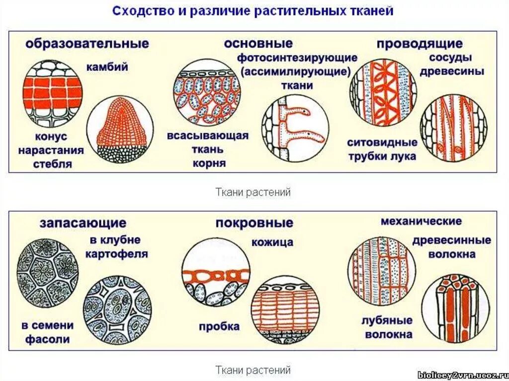 Растительные ткани фото схемы Ткани растений - презентация онлайн