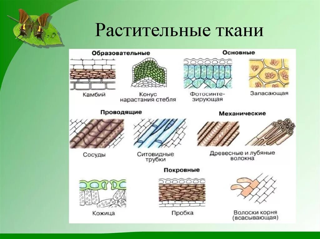 Растительные ткани фото схемы Типы растительных и животных клеток. Строение клетки - презентация онлайн