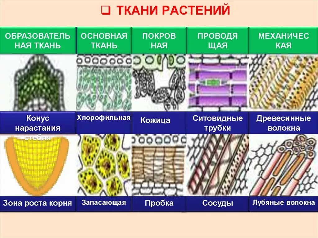 Растительные ткани фото схемы Картинки ТКАНЬ РАСТЕНИЯ КОЖИЦА