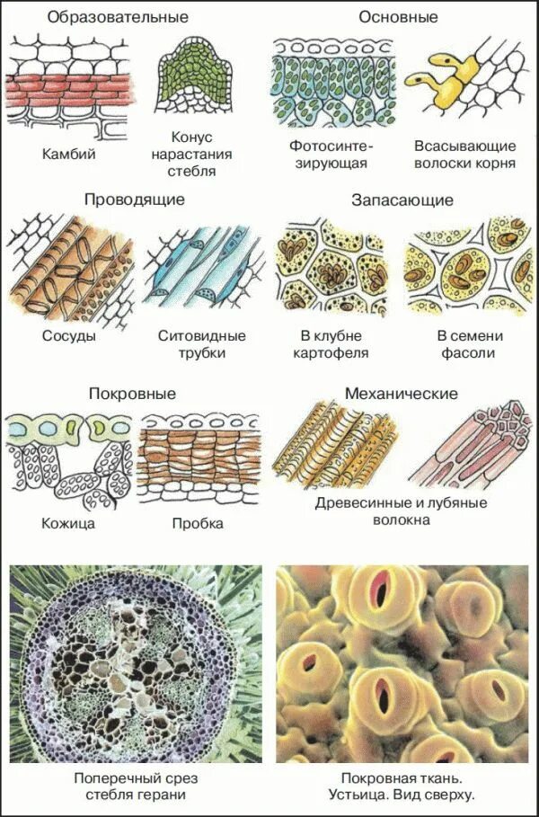 Растительные ткани фото схемы Читать книгу Биология. Бактерии, грибы, растения. 6 класс В. В. Пасечника : онла
