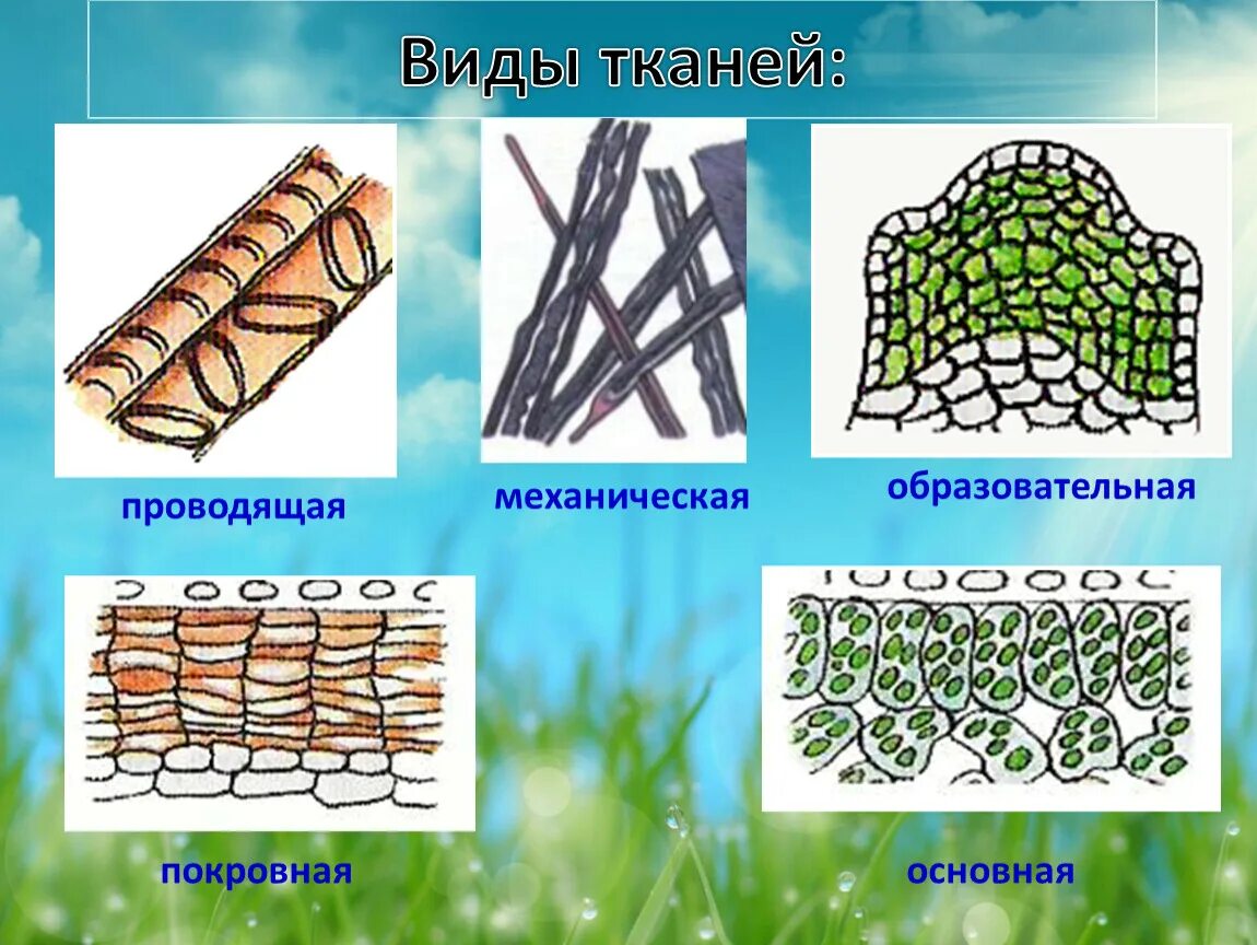 Растительные ткани фото схемы Клеточный мир. Урок - путешествие.