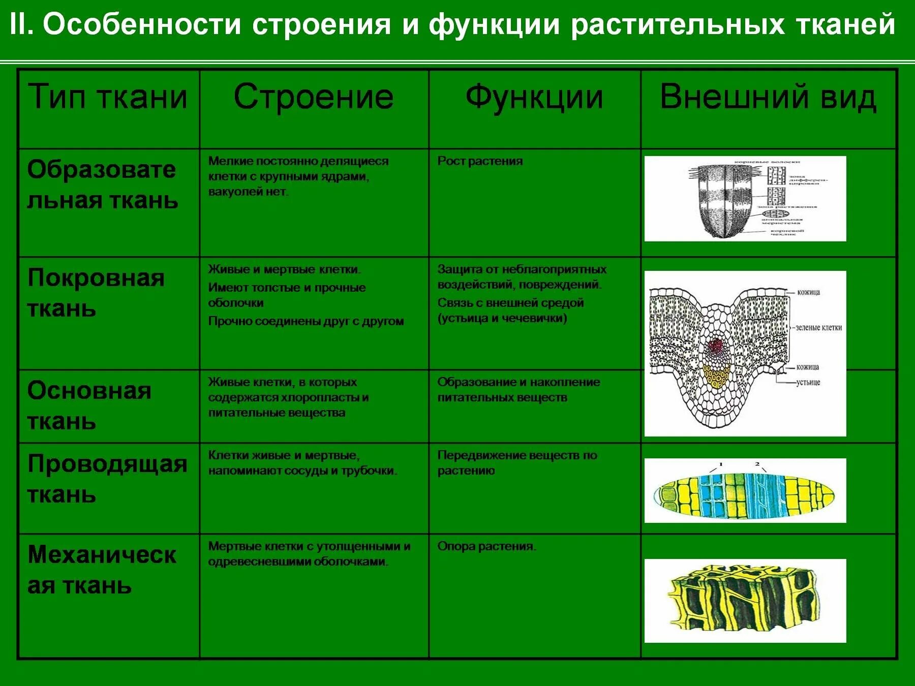 Растительные ткани фото схемы 5 видов растительной ткани