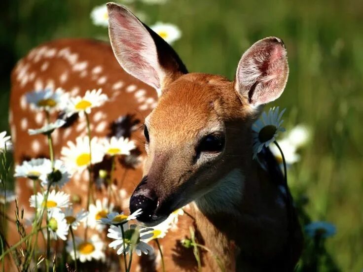 Растительные животные фото Bambi between the flowers Animals wild, Melanistic animals, Baby animals