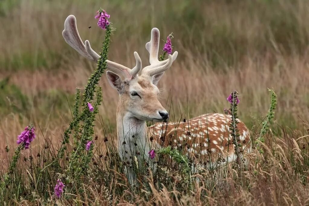 Растительные животные фото Photographer on Twitter Pet deer, Deer wallpaper, Deer