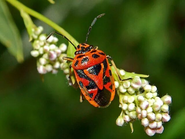 Растительный клоп фото File:Pentatomidae - Eurydema ornata-001.JPG - Wikipedia