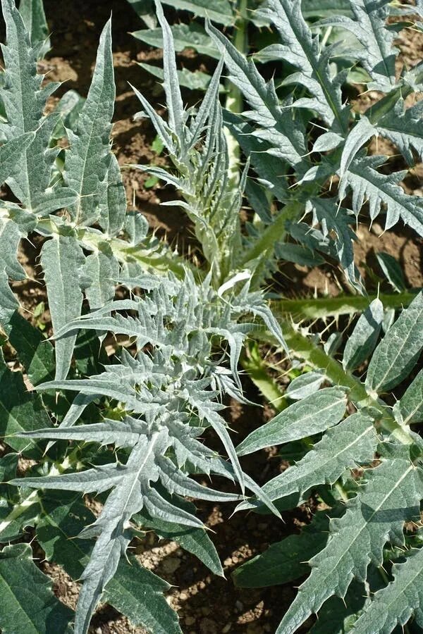 Расторопша фото крупным планом с листьями Plant, Cynara, Leaf, Artichoke Thistle Picture. Image: 116268276