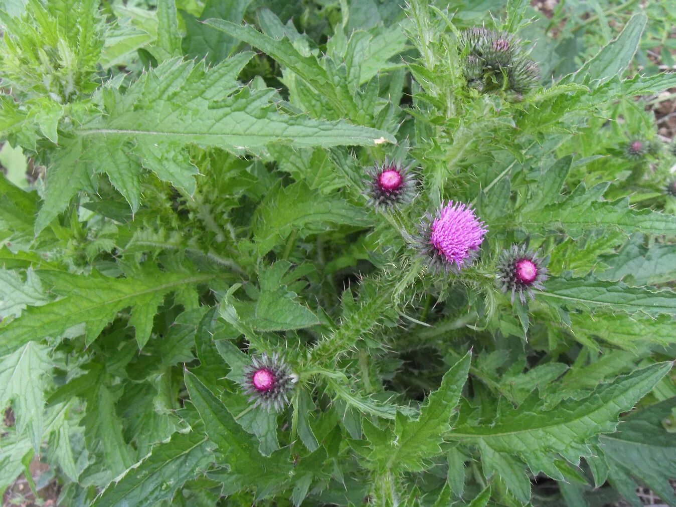 Расторопша фото крупным планом с листьями Carduus crispus - Image of an specimen - Plantarium