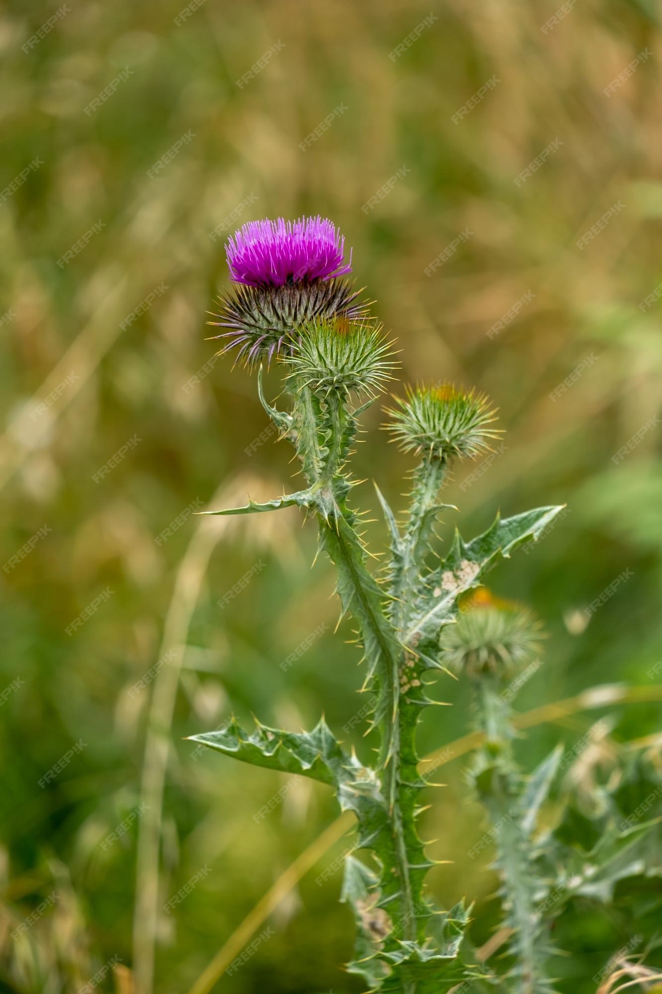 Free Images : nature, blossom, prickly, purple, bloom, fly, insect, botany, flor