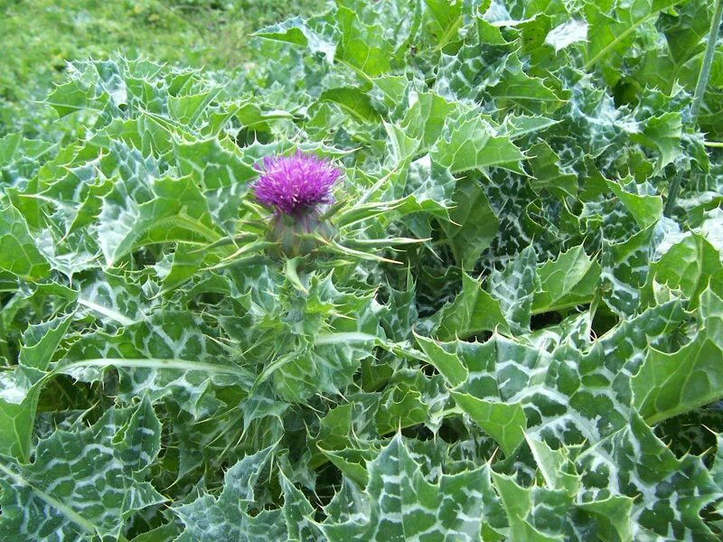 Расторопша фото крупным планом с листьями File:(1) Milk thistle.jpg - Wikimedia Commons