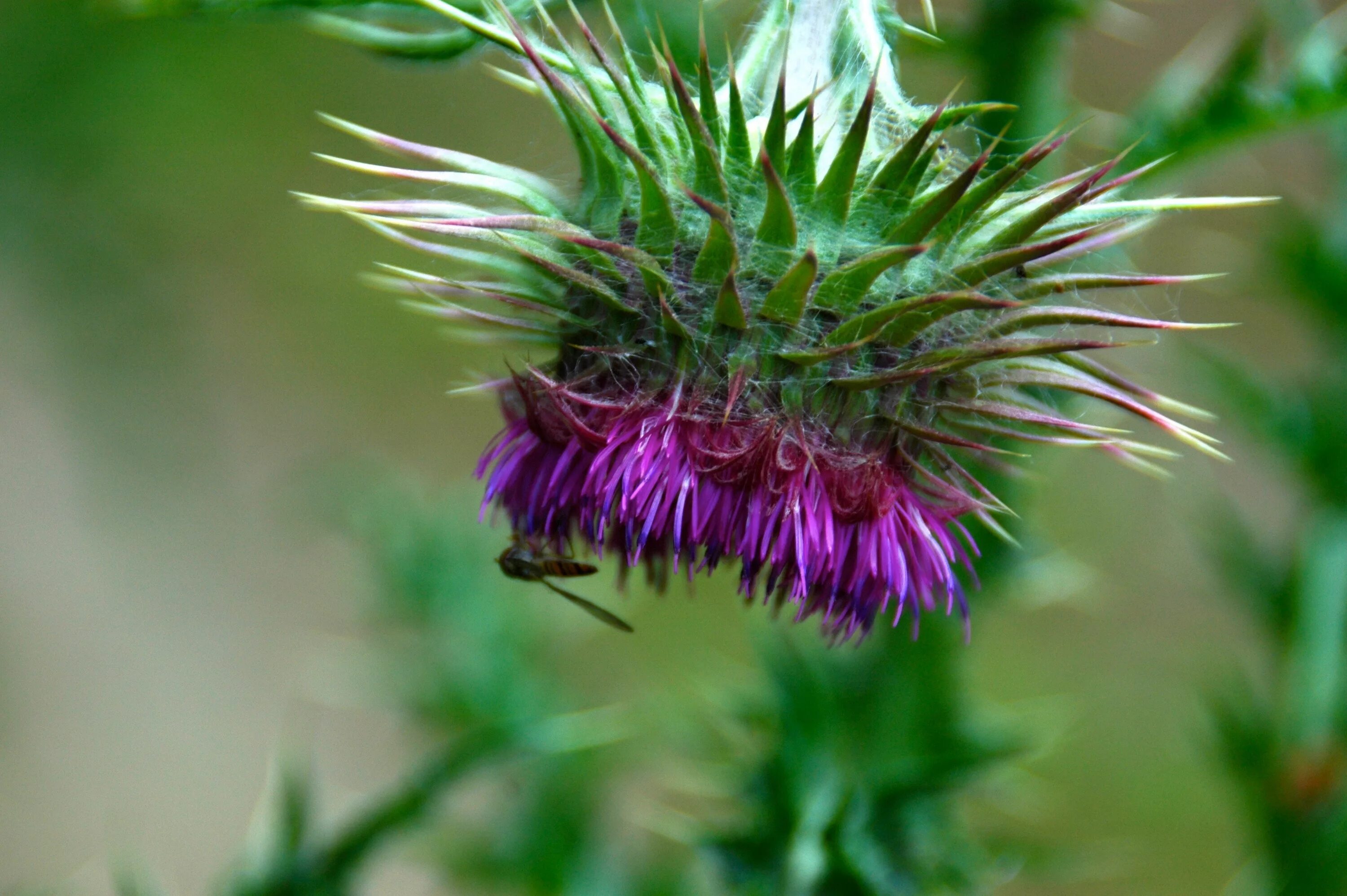 Расторопша фото крупным планом с листьями Free Images : nature, blossom, prickly, purple, bloom, fly, insect, botany, flor