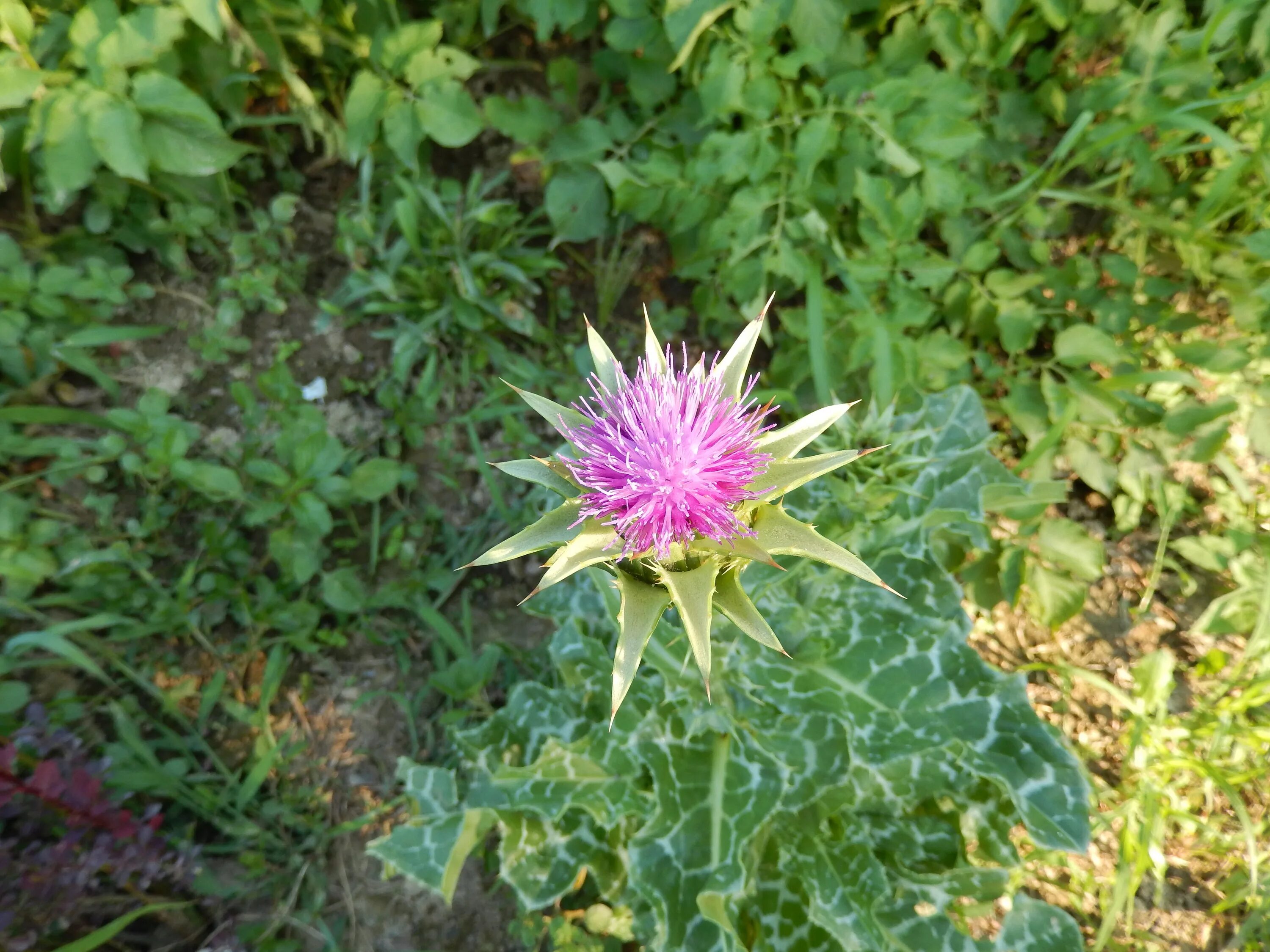 Расторопша фото листьев Free Images : flower, botany, garden, flora, wildflower, shrub, thistle, floweri