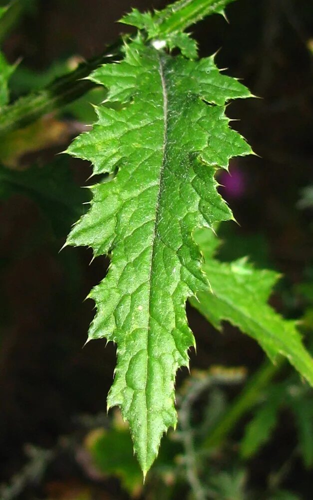 Расторопша фото листьев Carduus crispus - Image of an specimen - Plantarium