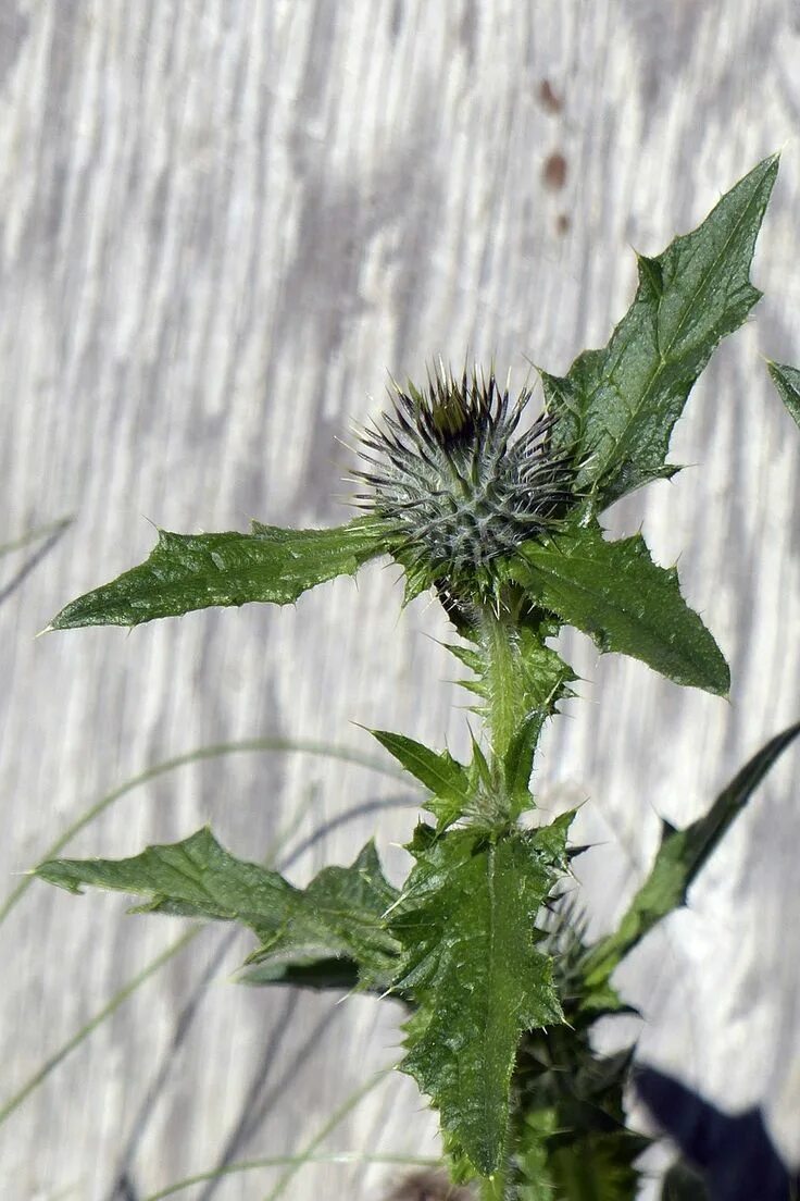 Расторопша фото листьев Forest, Thistle, Background, Wild Plant, Meadow #forest, #thistle, #background, 