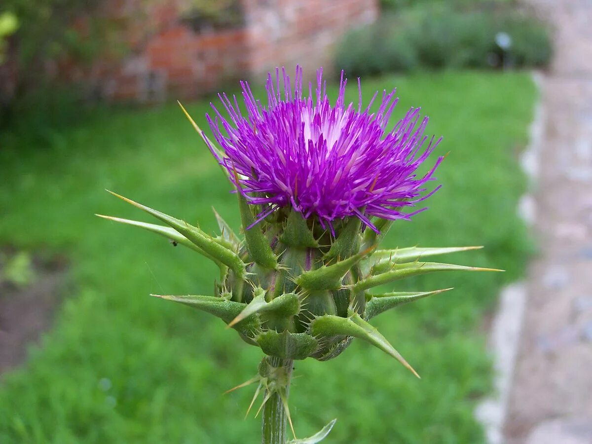 Расторопша как выглядит растение фото где Файл:Frombork - Milk thistle flowerhead.JPG - Вікіпедія