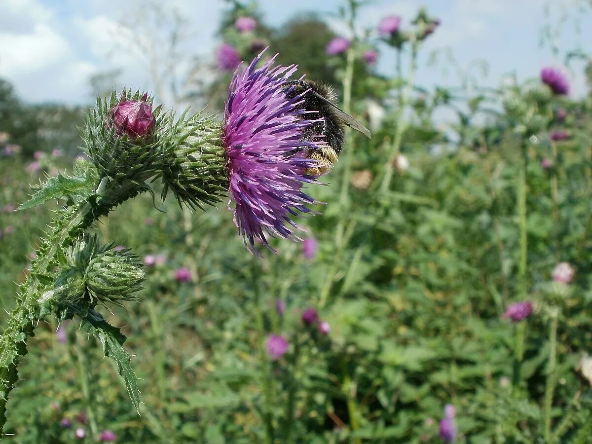 Расторопша как выглядит растение фото где File:20110728Carduus acanthoides mit Hummel Altlussheim.jpg - Wikimedia Commons