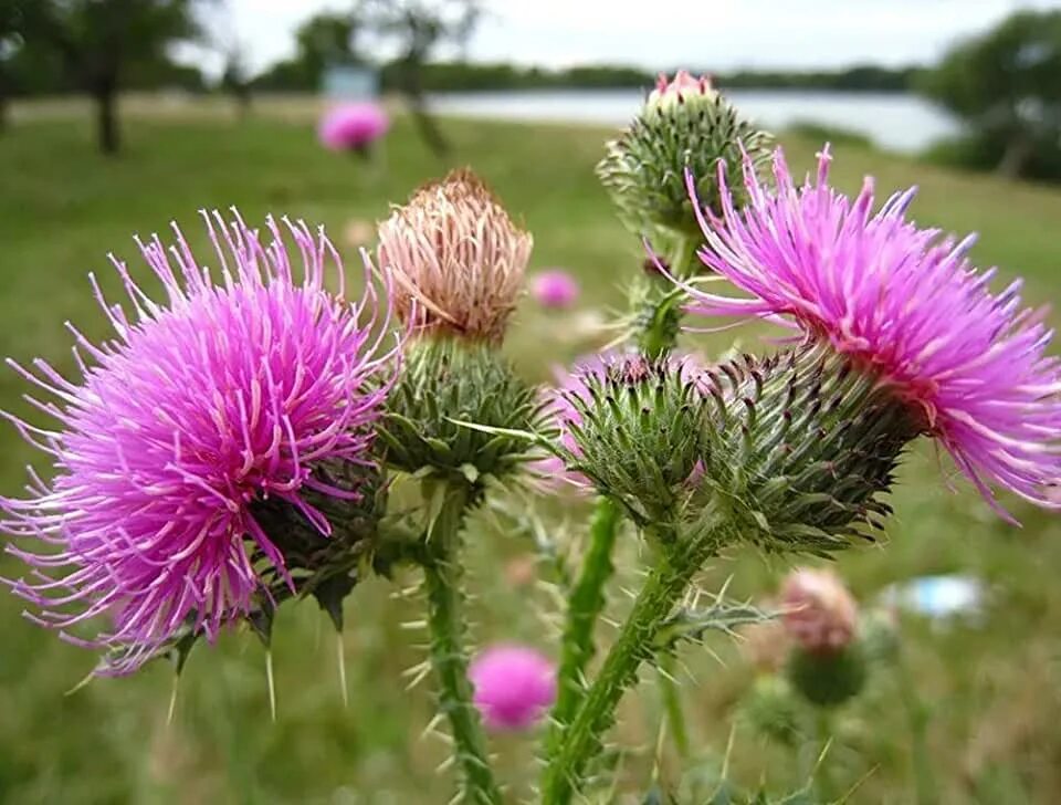 Расторопша как выглядит растение фото где Amazon.com: Milk Thistle Seeds Organic