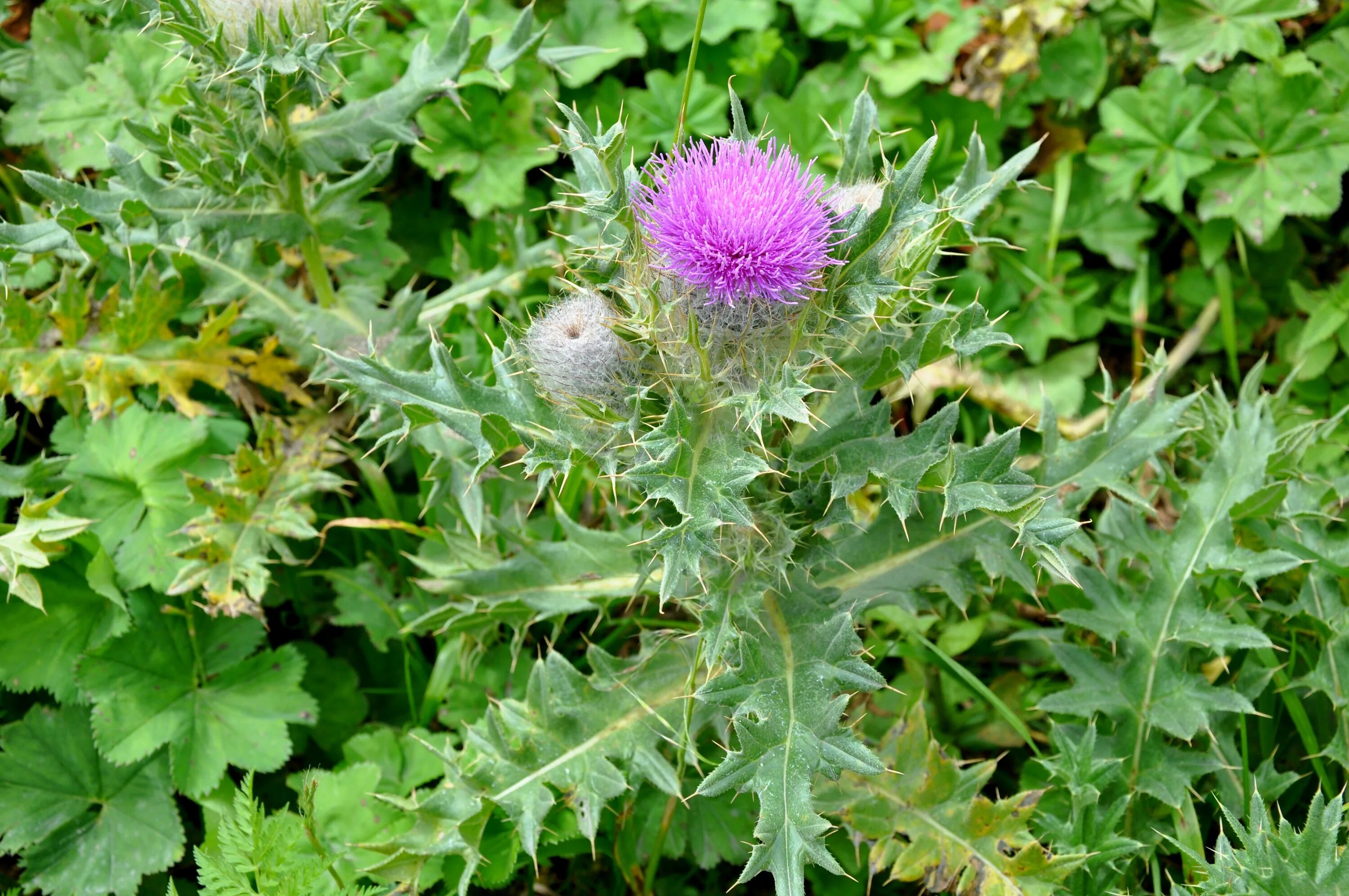 Расторопша лист фото File:ბრტყელეკალა Onopordum acanthium Cotton Thistle.JPG - Wikimedia Commons