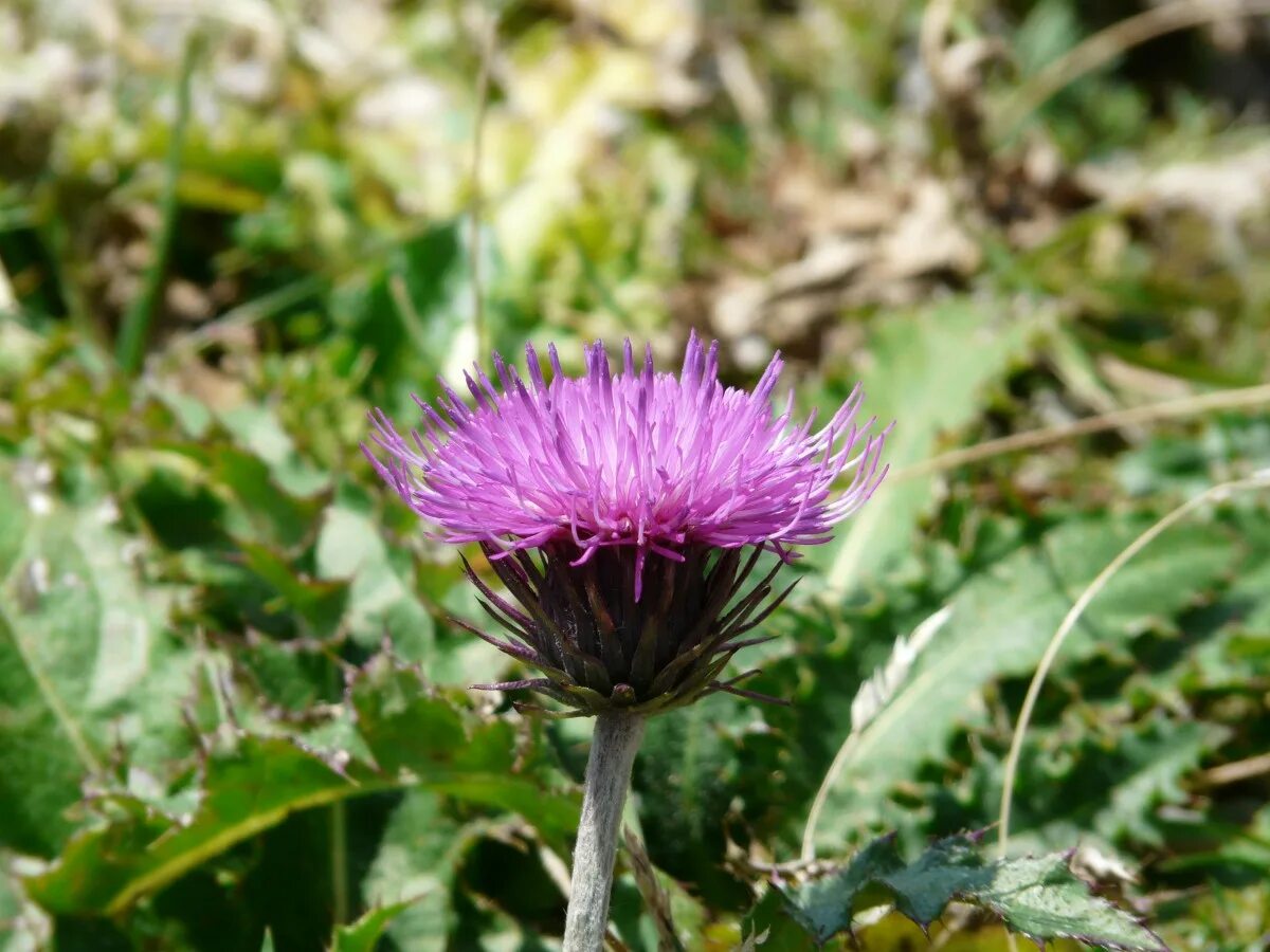 Расторопша лист фото Free Images : blossom, purple, bloom, produce, botany, flora, wildflower, violet