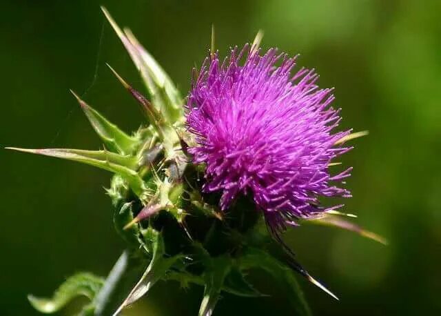 Расторопша лист фото Zuppa di cardi Milk thistle benefits, Milk thistle, Milk thistle seed