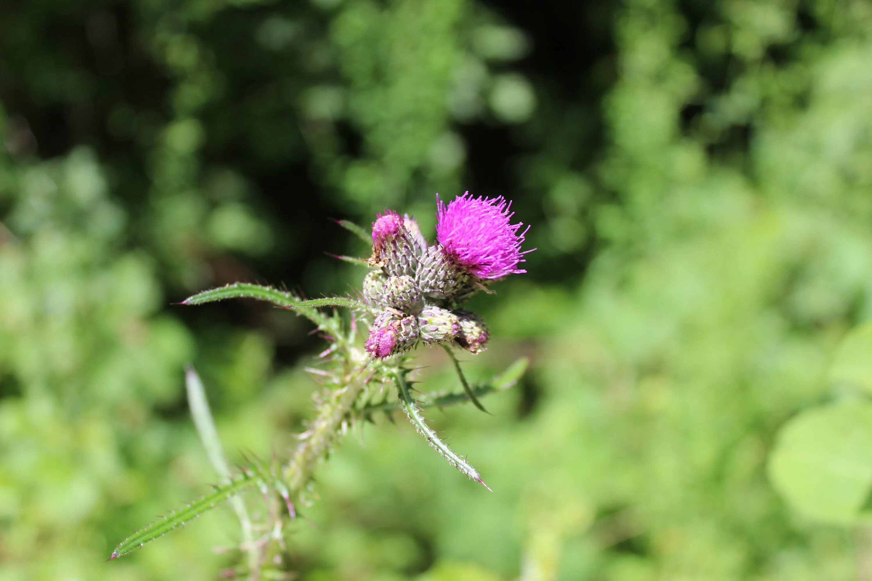 Расторопша лист фото Thistle Flower Macro Wild free image download