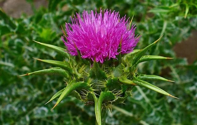 Расторопша лист фото Milk Thistle benefits Milk thistle, Milk thistle benefits, Medicinal weeds