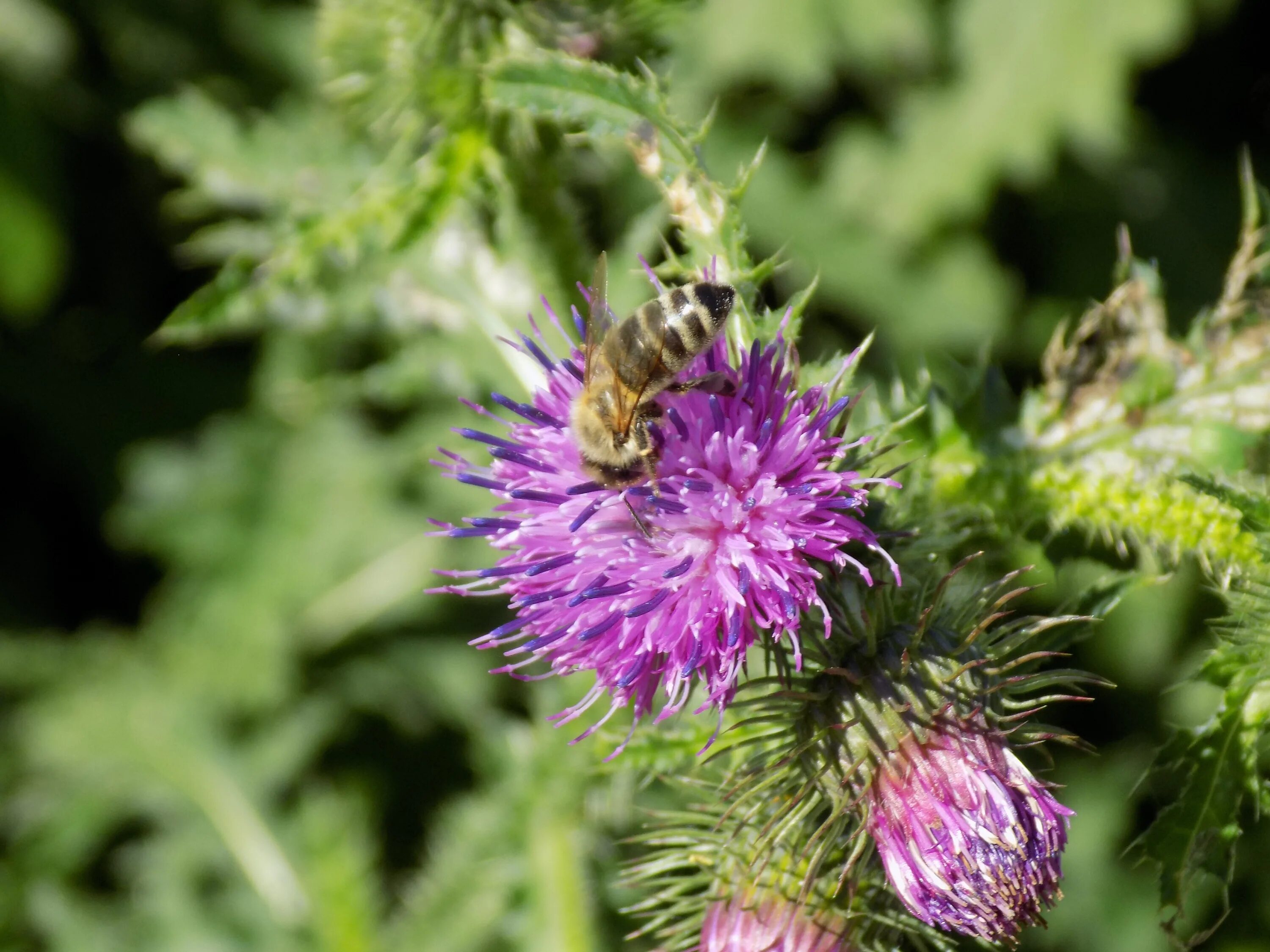 Расторопша лист фото Thistle with purple inflorescences free image download