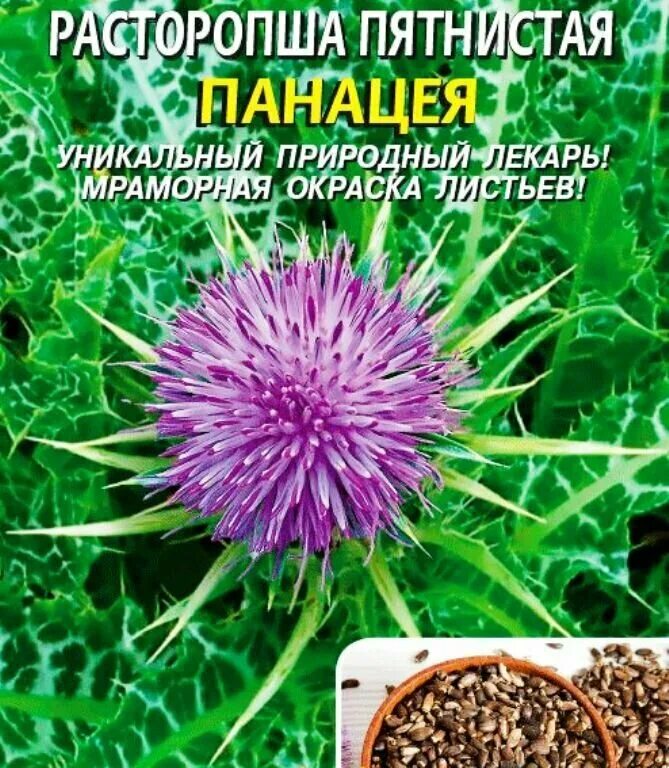 Расторопша пятнистая фото семян Расторопша пятнистая "Аэлита" Здравушка 0,1г - купить в интернет-магазине по низ