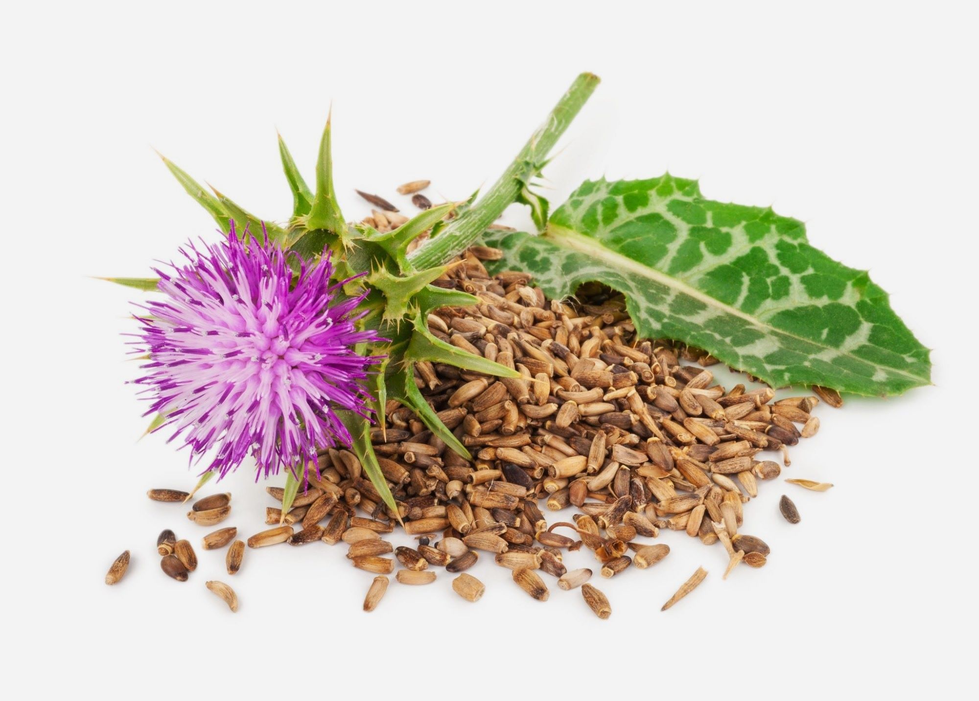 Расторопша пятнистая фото семян How To Use Milk Thistle Seeds For Tea Storables