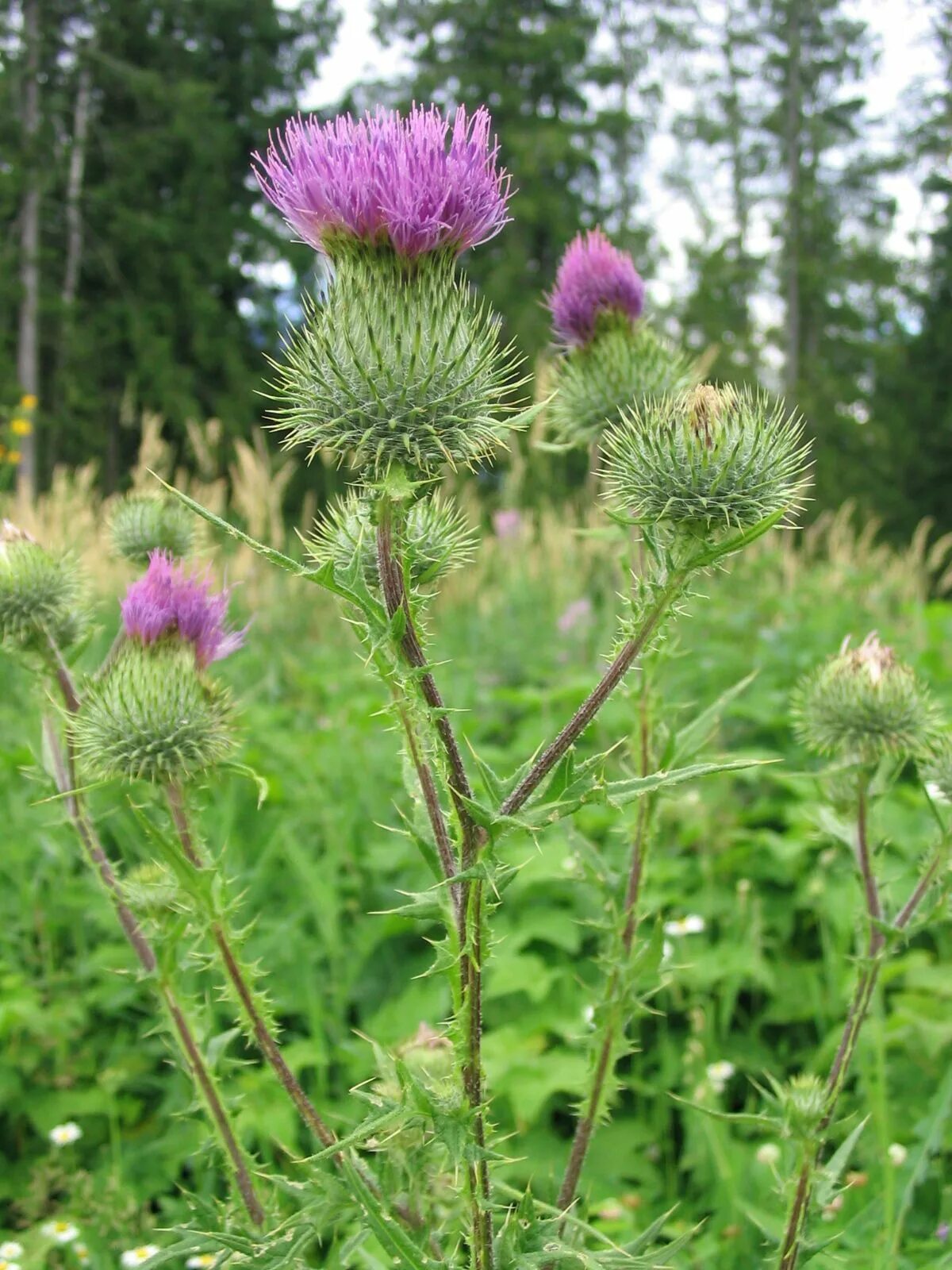 Расторопша растение фото где растет как выглядит Scottish Thistle. Scottish thistle, Scotland national flower, Thistle