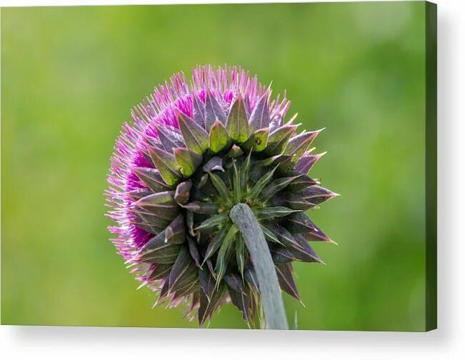 Расторопша цветки как выглядят Thistle Looking Away Acrylic Print by Debra Martz Acrylic prints, Fine art ameri