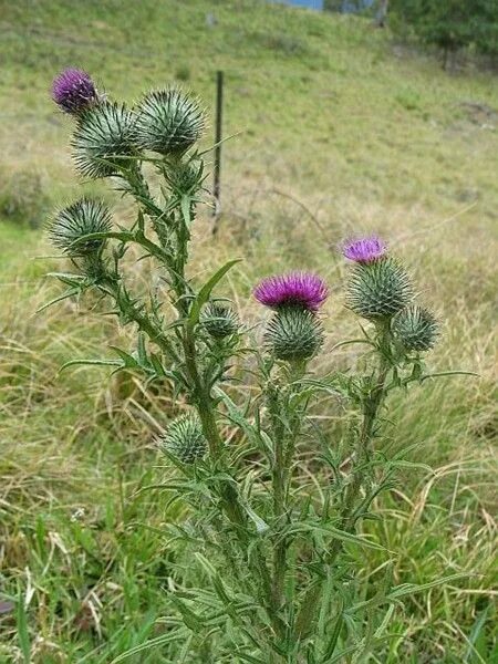 Расторопша трава фото где растет Beautiful Thistle Flowers