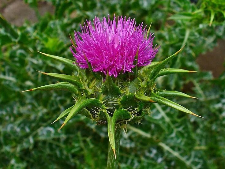 Расторопша трава фото где растет как выглядит Pin by liz bineder on Fondos y más fondos Liver detox, Milk thistle seed, Milk t