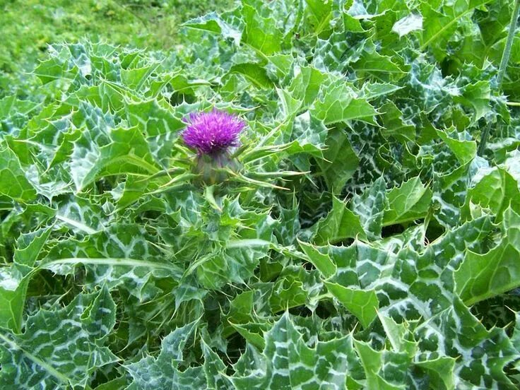 Расторопша трава фото и описание как выглядит Marmee's Pantry For Such a Time as This: Milk Thistle Beautiful Bitter Herb Plan