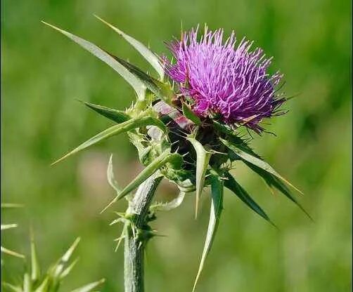 Расторопша трава фото как выглядит цветок Time to Tincture - Homestead.org Milk thistle, Milk thistle benefits, Fatty live