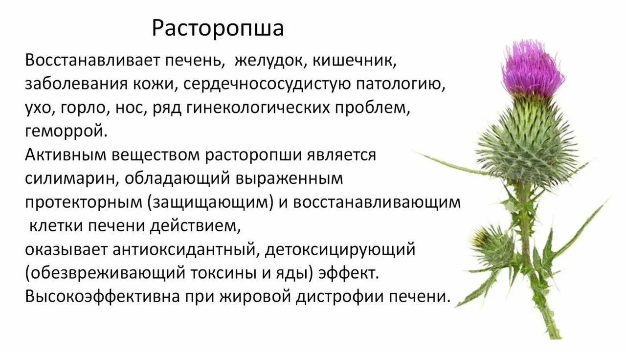 Расторопша трава описание фото Силимариновый комплекс для печени 300 мг California Gold Nutrition, 360 капсул /