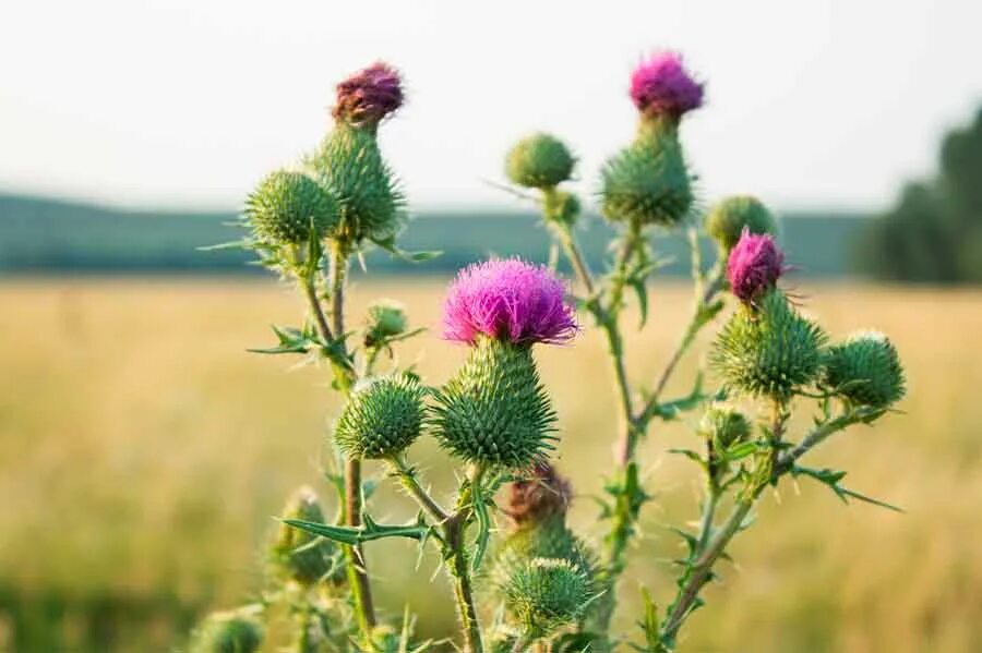 Расторопша в природе фото What are the properties of milk thistle?