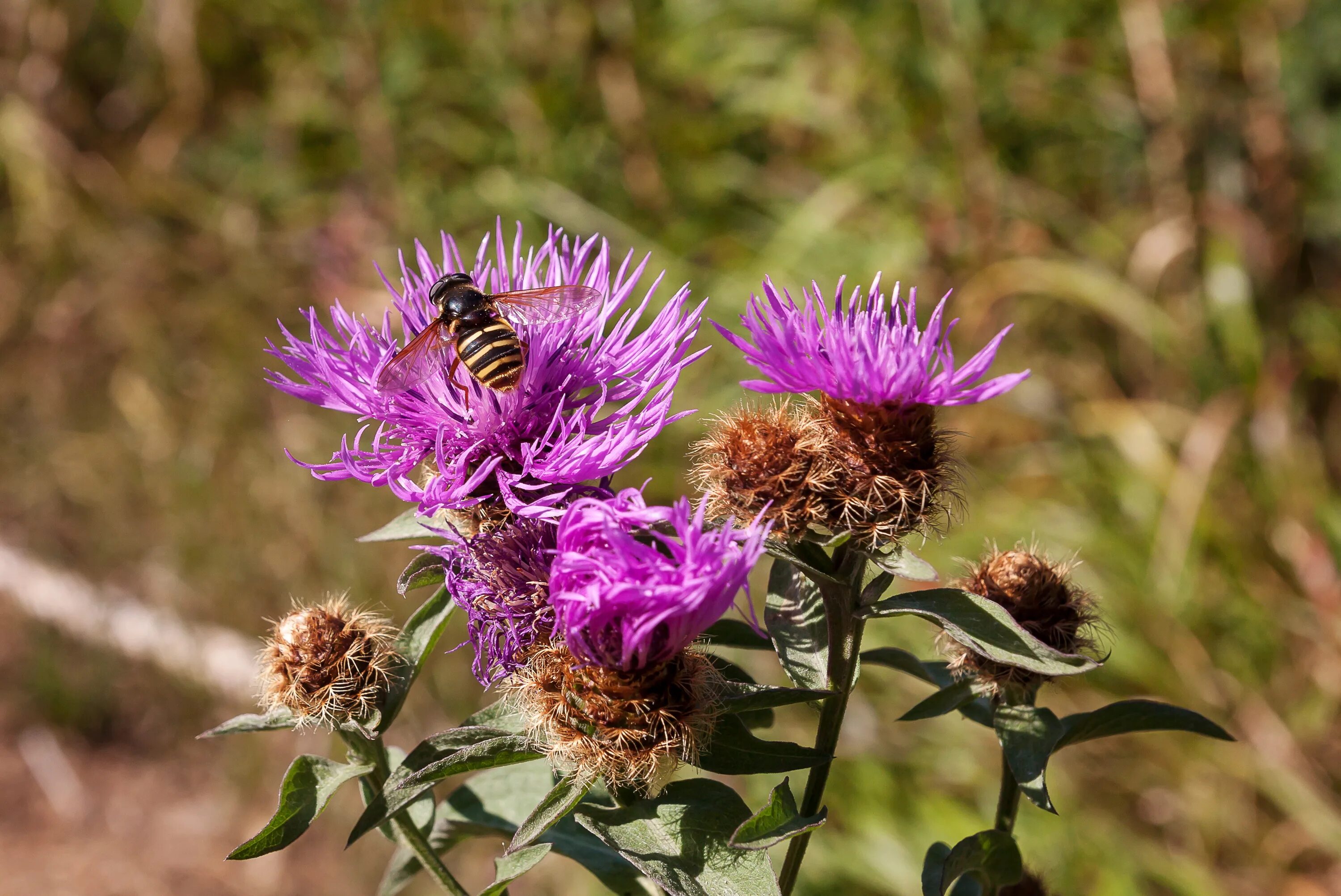 Расторопша в природе фото Free Images : flower, bee, nature, flowering plant, European marsh thistle, arti