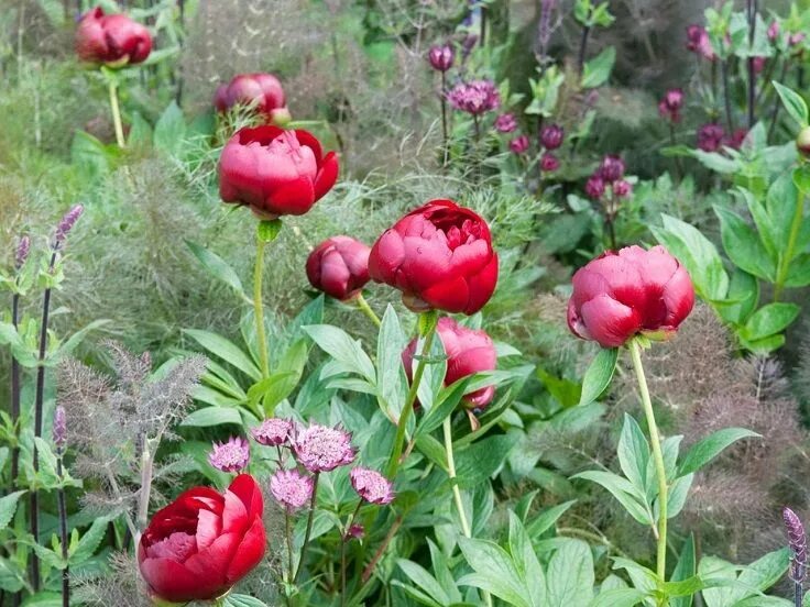 Растущие пионы фото Top 10 Tips on Growing Peonies Shade loving flowers, Growing peonies, Fragrant f