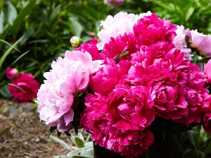 Растущие пионы фото How To Grow And Care For Peony Pfingstrosen pflanzen, Pflanzen, Pfingstrosen