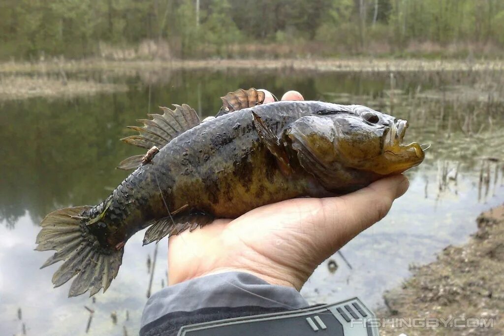 Ратан рыба фото Ротан-головешка в Беларуси (фото, описание и образ жизни) FishingBY.com