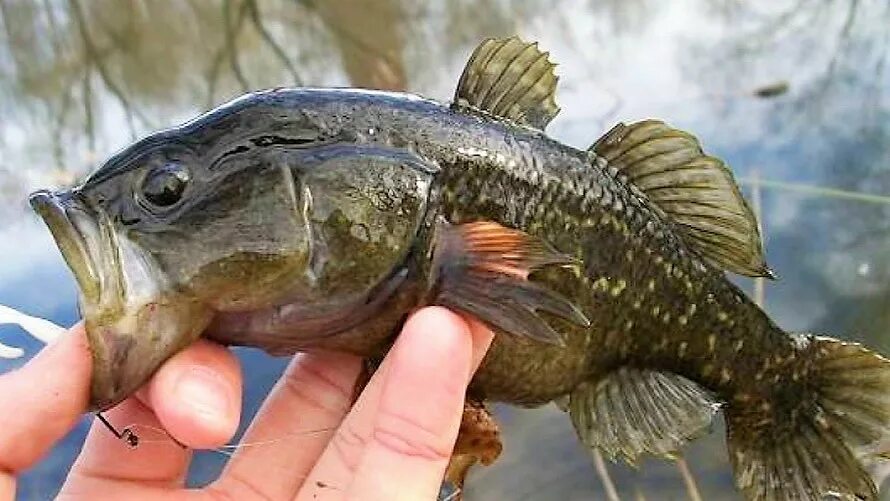 Ратан рыба фото речной В водоёмах Югры акклиматизировался иноземный ротан Окружная телерадиокомпания Юг