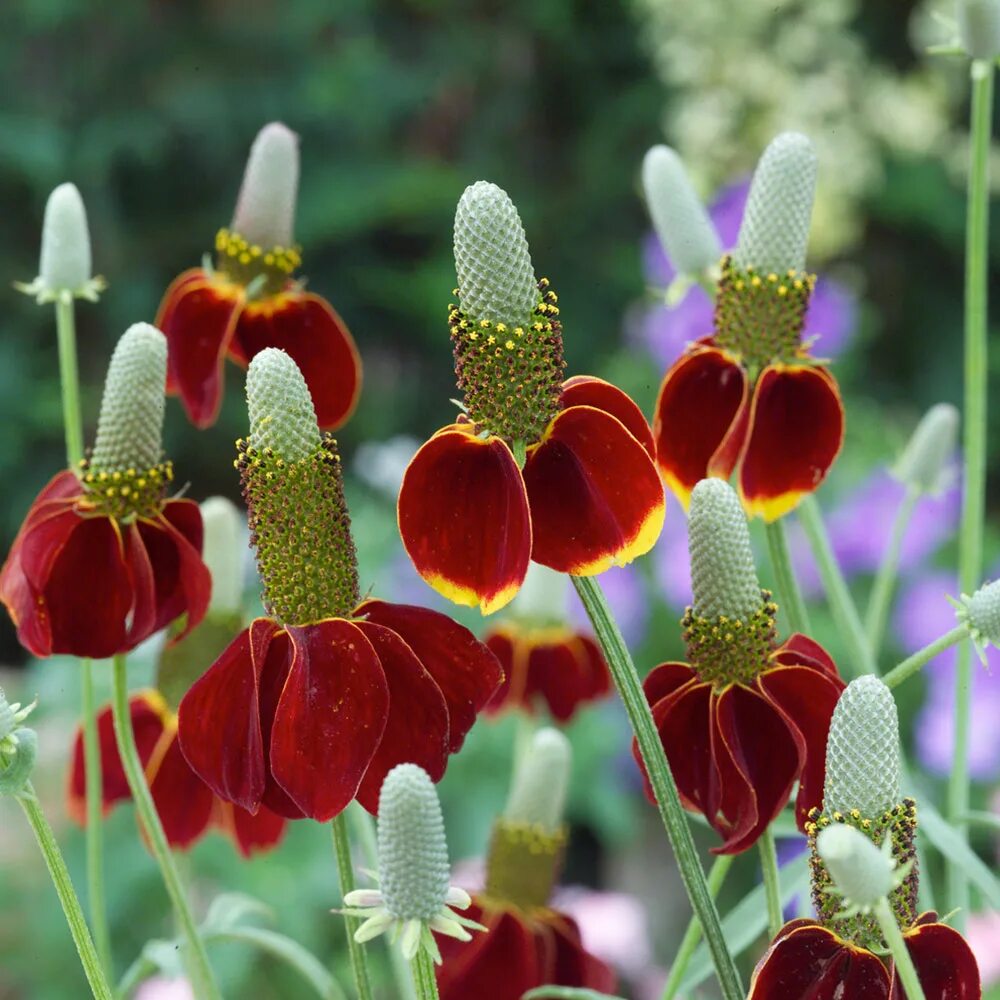 Ратибида фото на клумбе Mexican Hat Plant Seeds - Red Midget Suttons