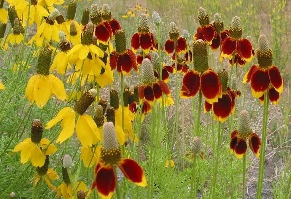 Ратибида фото на клумбе Wild About Wildflowers QUIZ - Texas Hill Country