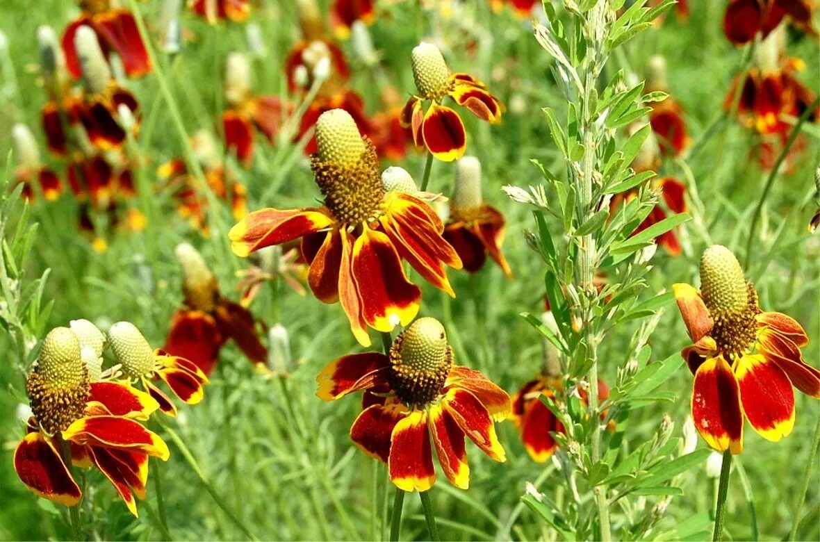 Ратибида фото на клумбе mexican hat Flower seeds, Deer resistant flowers, Mexican hat