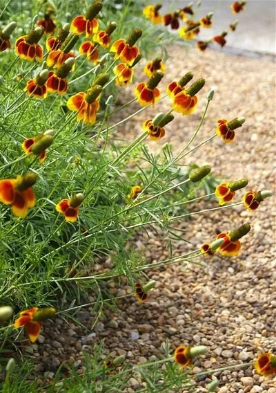 Ратибида фото на клумбе Ratibida Pollinator garden, Plants, Mexican hat plant