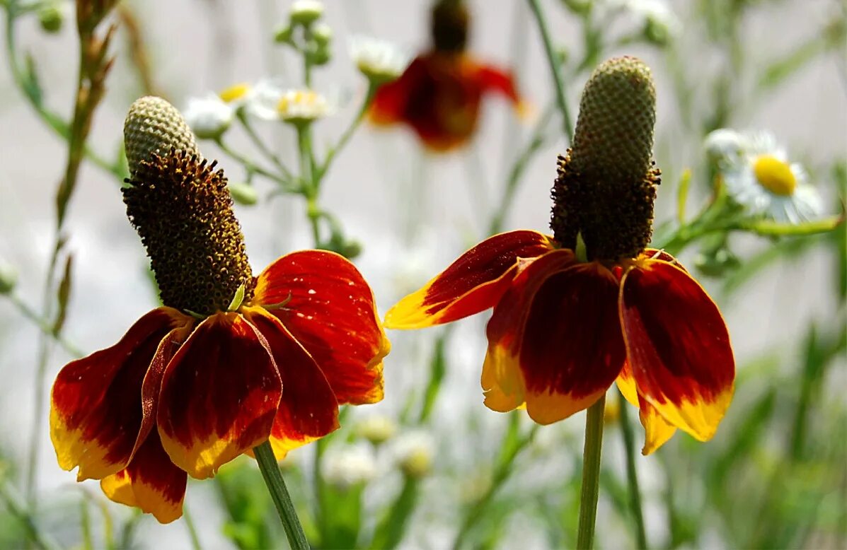 Ратибида колоновидная фото на клумбе EduPic Flower Images