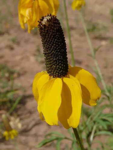 Ратибида посадка и уход фото Prairie Coneflower ratibida columnifera Judith Mountains N. Flickr