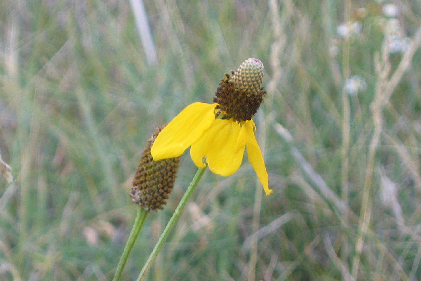 Ратибида посадка и уход фото Ada E. Silva: Colorado Native Perennial Flowers - 84 best images about CO Perenn